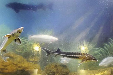 Океанариум Кабардинки, Геленджик