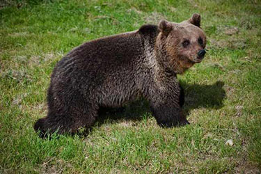 Сафари-Парк, Кабардинка, Геленджик