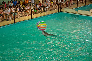 Геленджикский Дельфинарий, Кабардинка, Геленджик